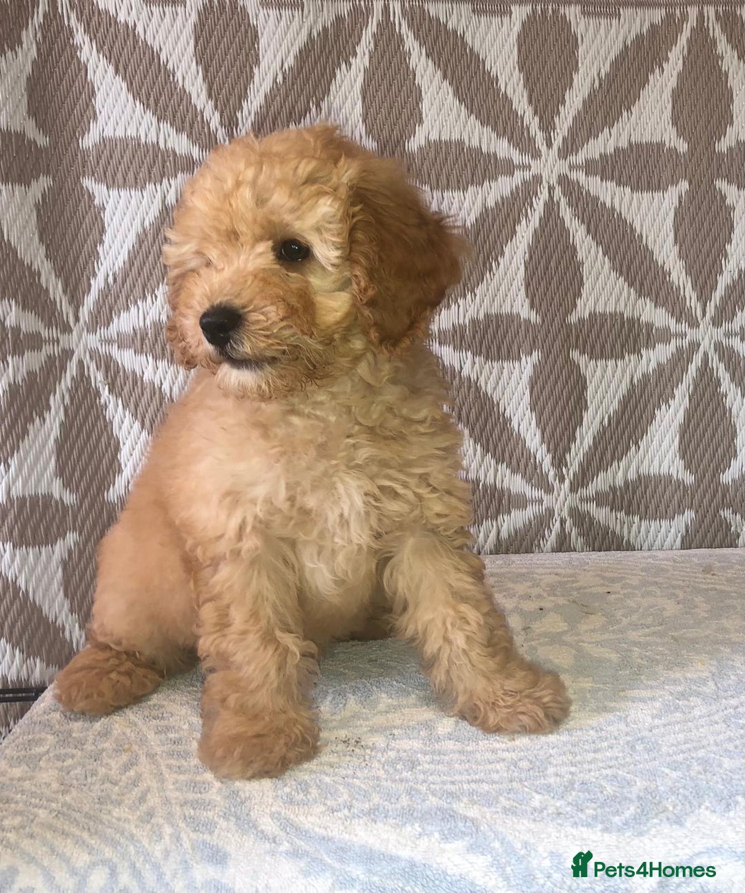 Cavapoo dogs for sale: F1B CAVAPOO PUPPIES  - Image 5