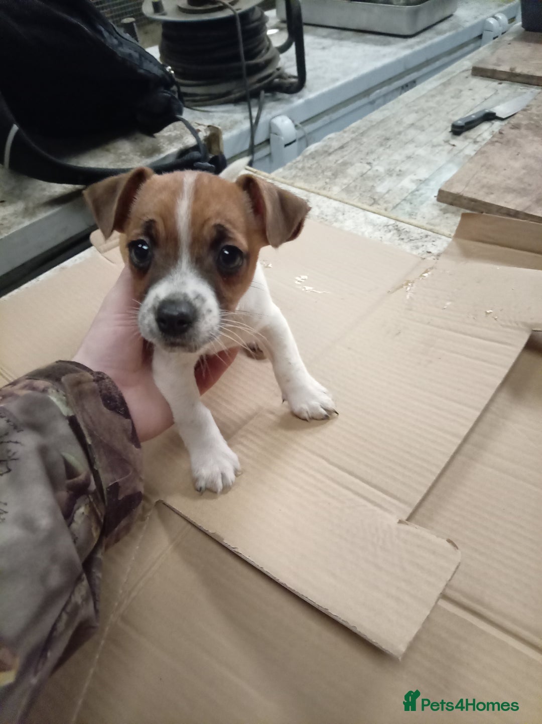 Jack Russell dogs for sale: Jack Russell Puppies - Advert 2