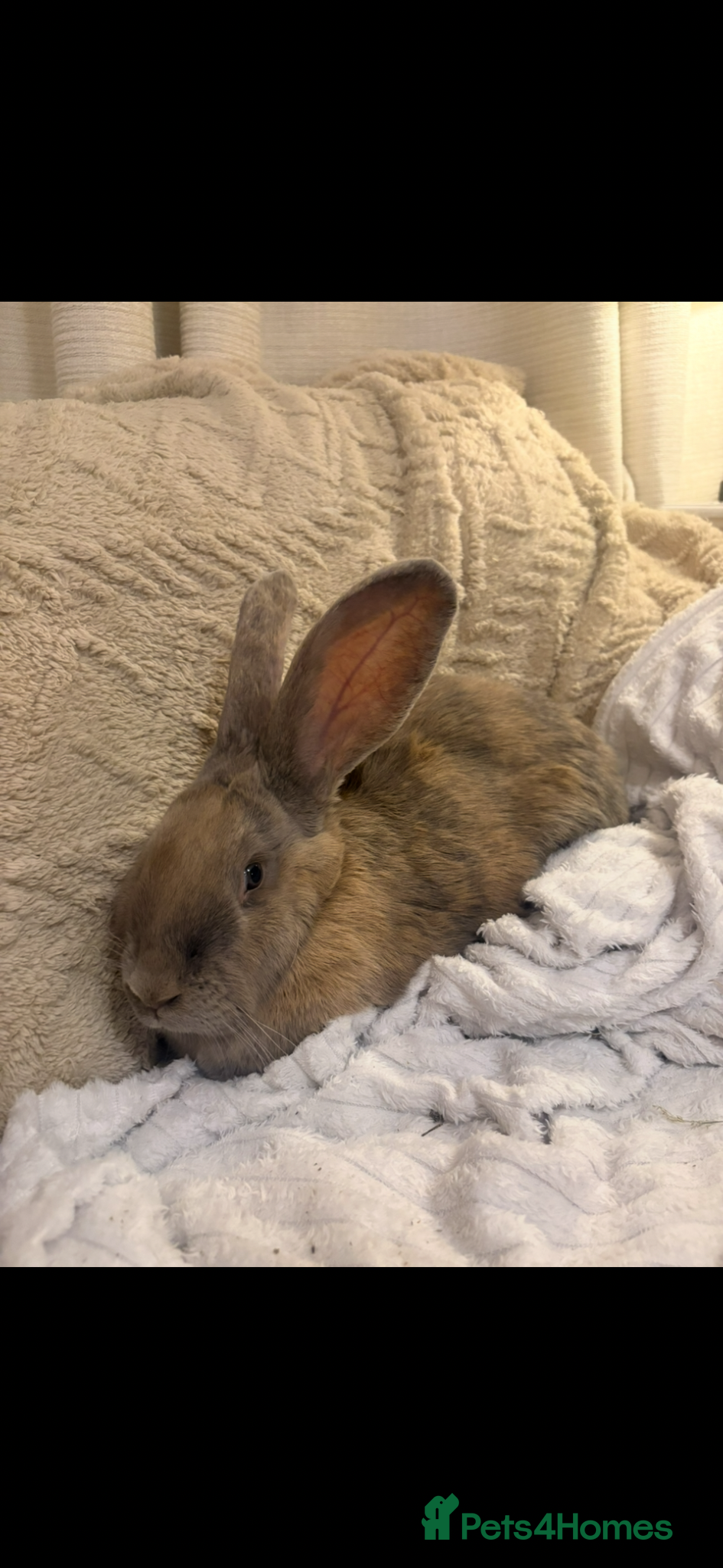 Continental Giant rabbits for sale: One left Lovely continental Giants baby rabbits  - Advert 20