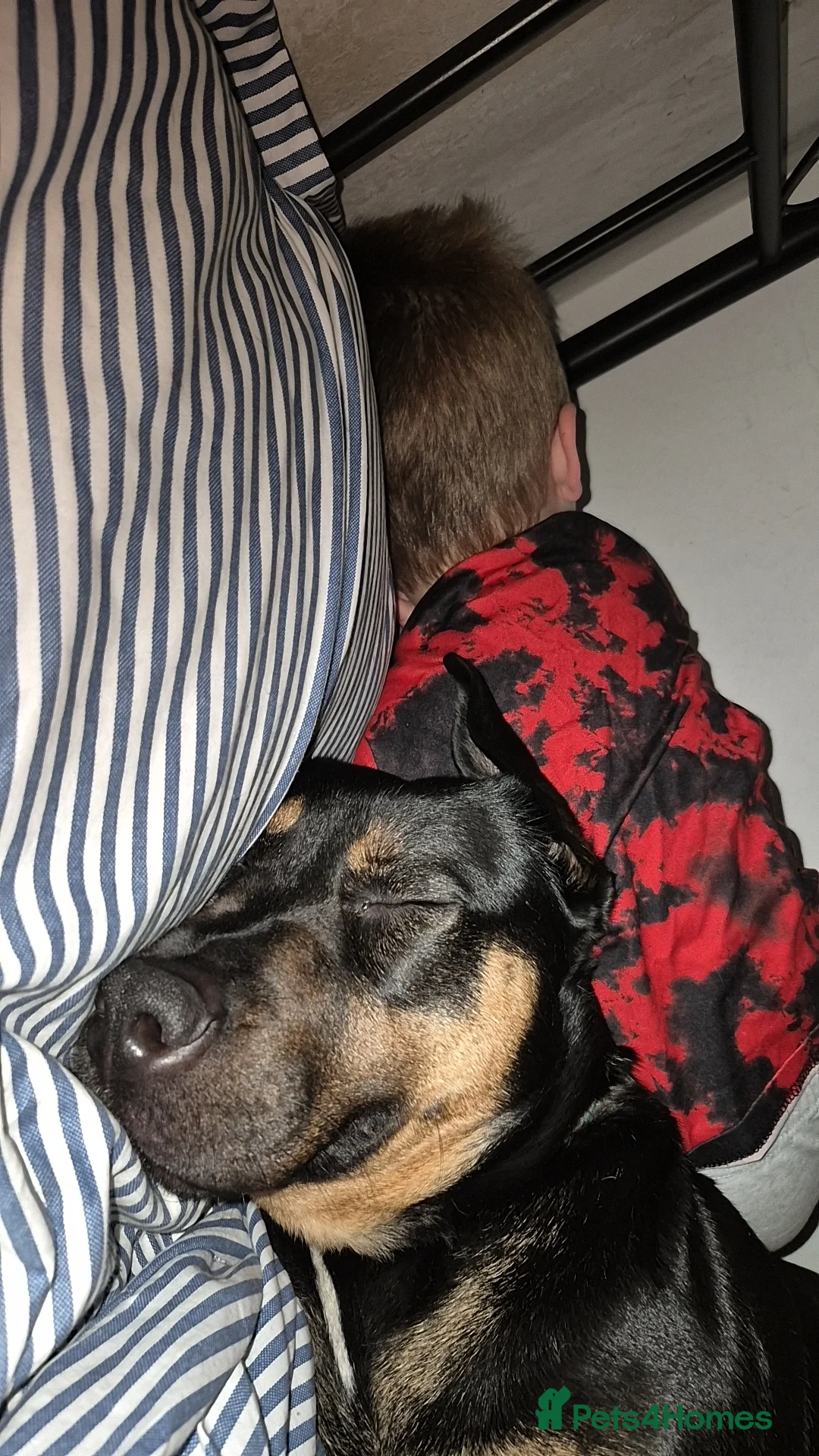 Mixed Breed dogs for sale: 2 year old staff mix - Advert 2