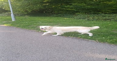 Golden Retriever dogs - Advert 8
