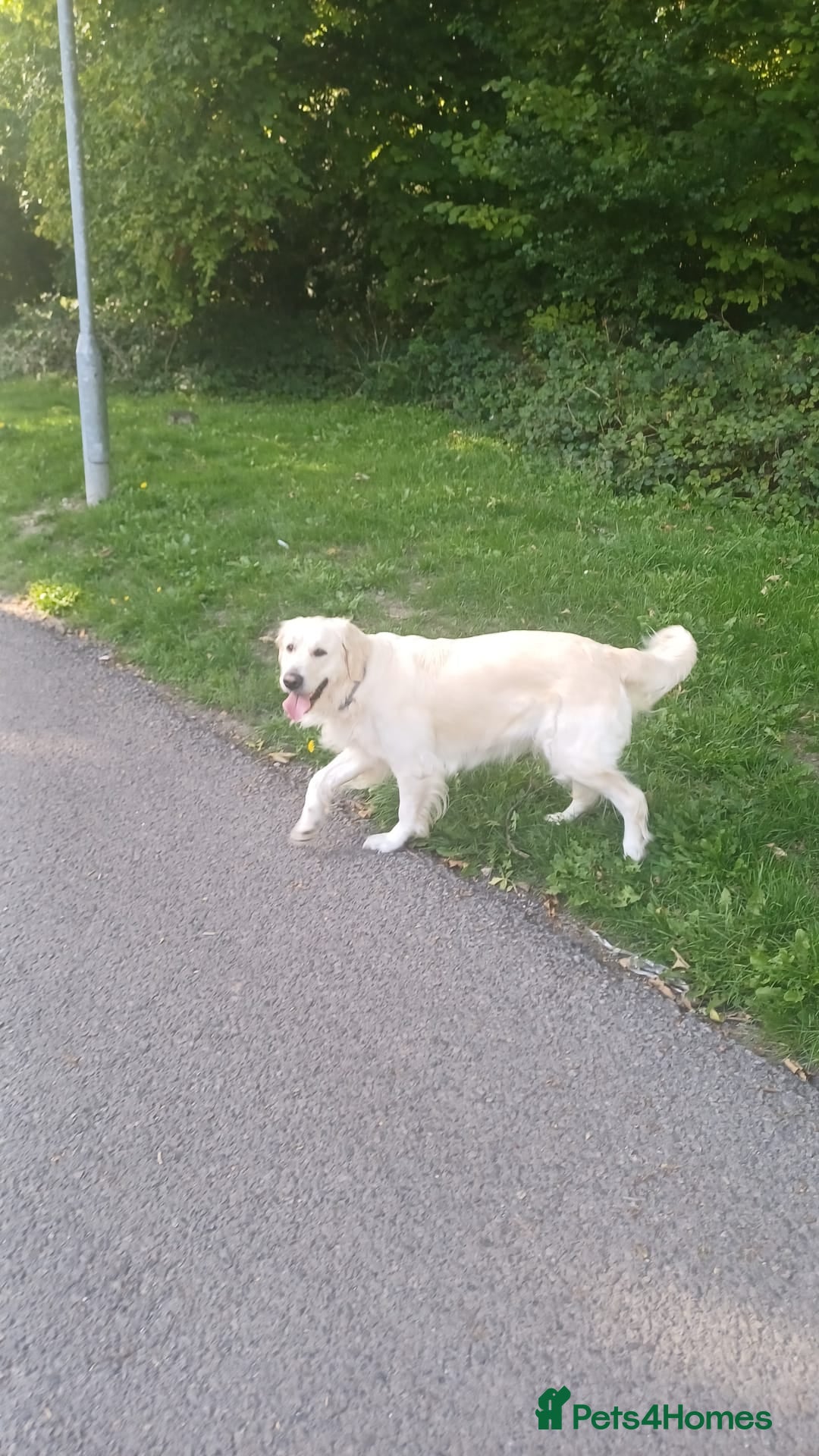 Golden Retriever dogs for sale: 🐾 Golden Retriever Puppies – Ready in December 🐾 - Image 3