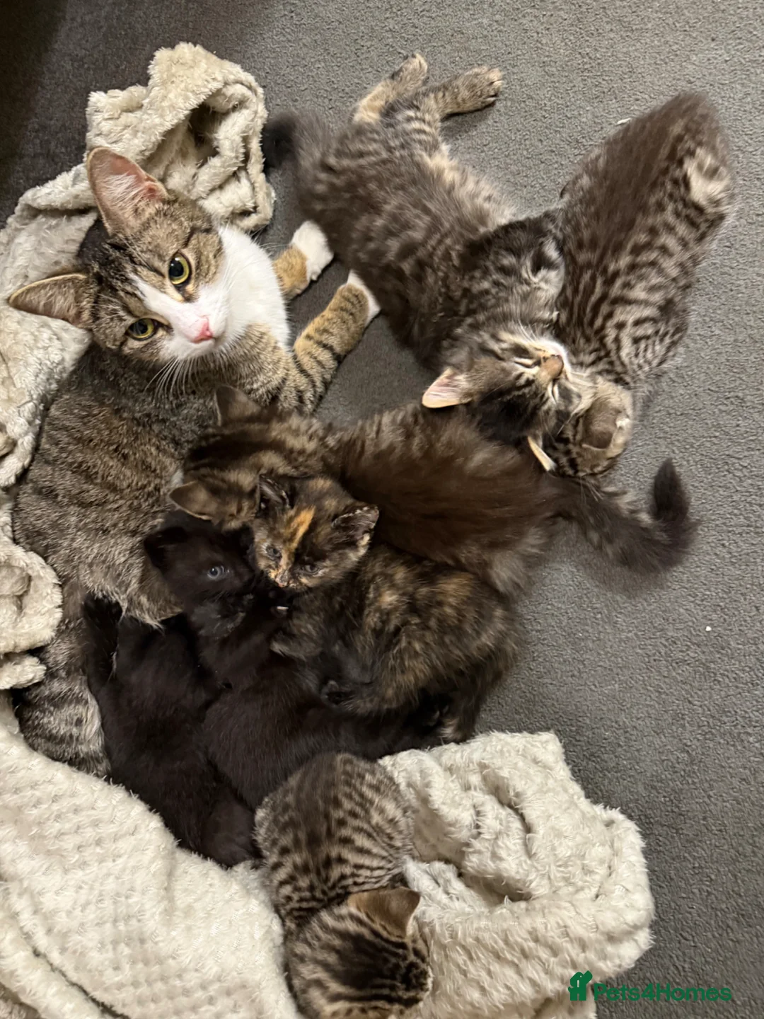 Mixed Breed cats for sale: Beautiful Kittens - Advert 9