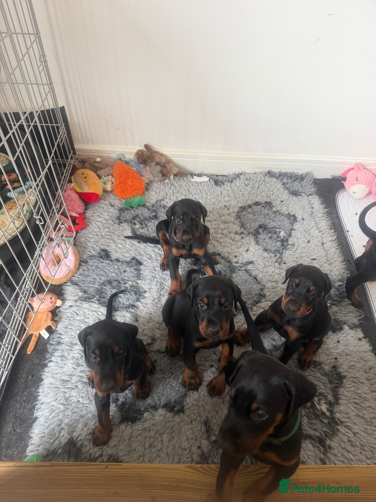 Dobermann dogs 4 left ❤️ Doberman Puppies - Advert 9