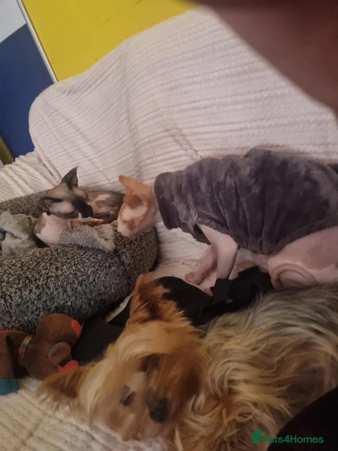 Sphynx cats for stud: Beautiful strong sphynx boy in Dewsbury - Advert 17