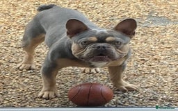 Pug dogs for stud: KC Reg Proven French Bulldog Lilac & Tan For Stud in Colchester - Image 1