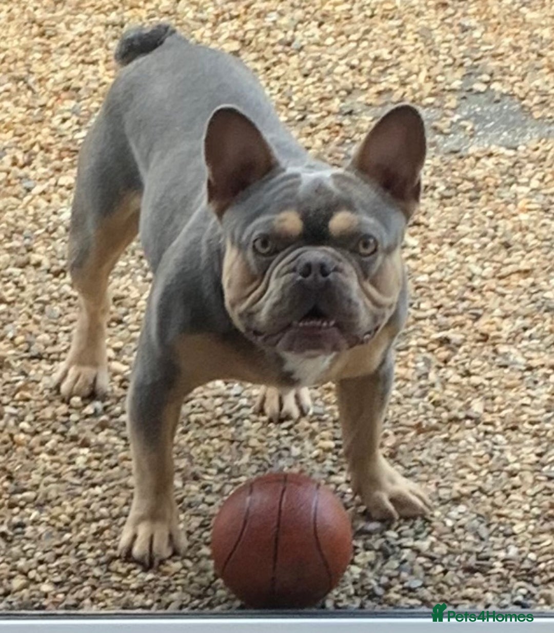 Pug dogs for stud: KC Reg Proven French Bulldog Lilac & Tan For Stud in Colchester - Image 1