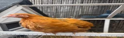 Chickens poultry for sale: Pekin & frizzle hens - Advert 3