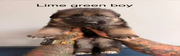 German Shepherd dogs for sale: Purebred German shepherd puppies  - Advert 14