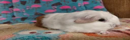 Guinea Pig rodents for sale: Baby Longhaired Sheltie Boars/Brothers RTR - Advert 12