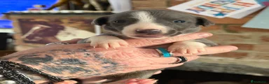 Whippet 4