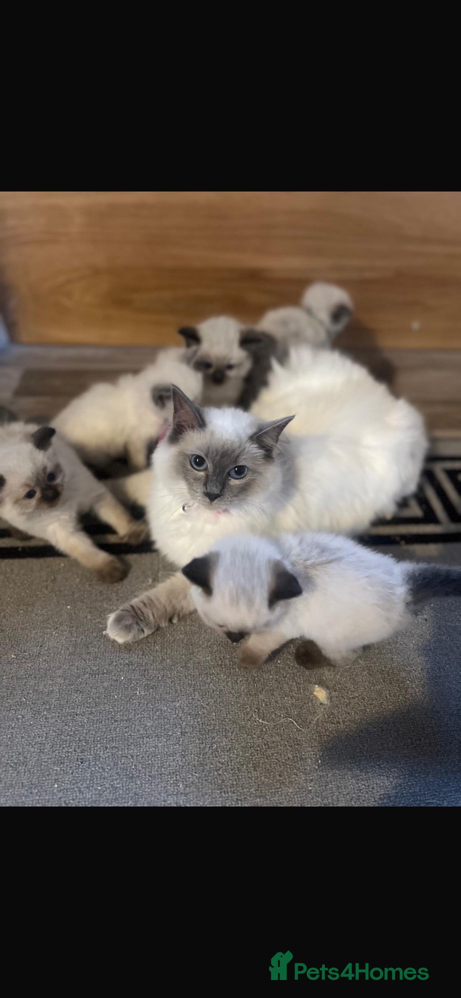 Ragdoll cats Beautiful Ragdoll Kittens - Advert 1