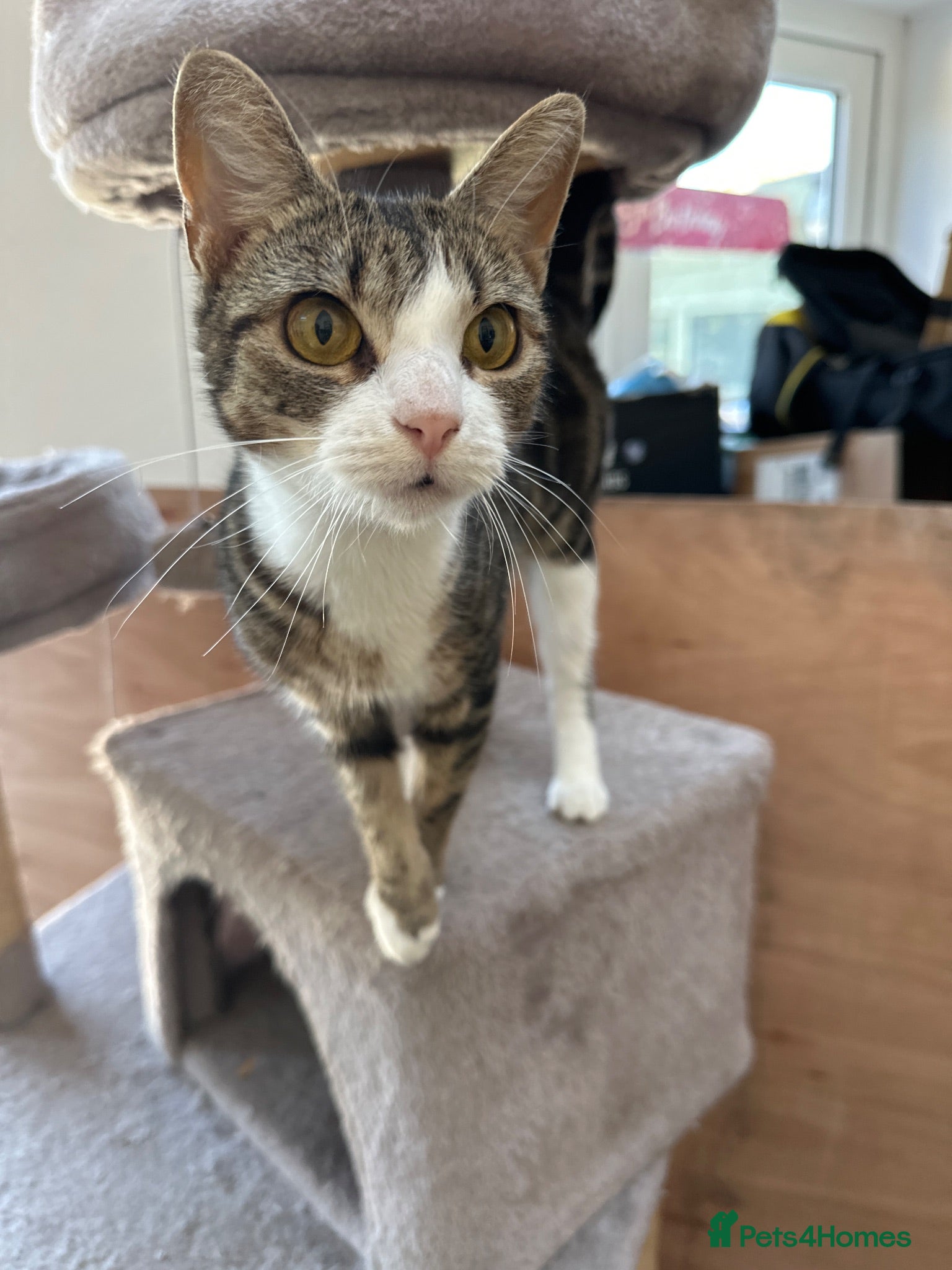 Mixed Breed cats Grey and white female kitten for sale  - Advert 7