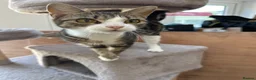 Mixed Breed cats for sale: Grey and white female kitten for sale  - Advert 1