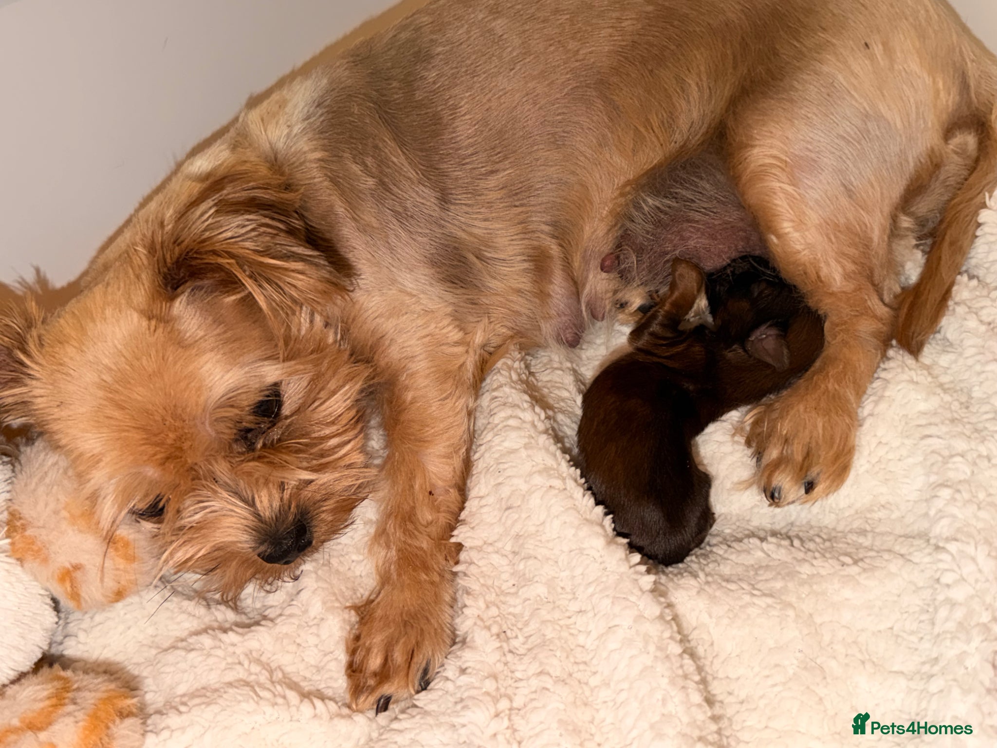 Yorkshire Terrier dogs Yorkshire terrier - Advert 1