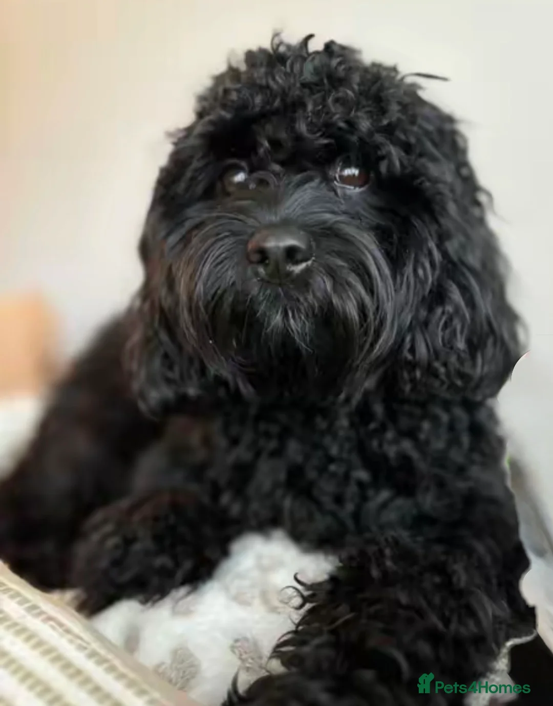 Cavapoo dogs for sale: F1b Cavapoo pupppies… - Advert 38