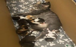 Mixed Breed cats for sale: Gorgeous Maine coon X blue kittens - Image 1