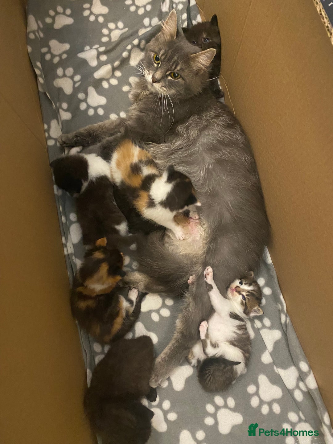 Mixed Breed cats for sale: Gorgeous Maine coon X blue kittens - Image 1