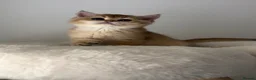 British Shorthair cats for sale: Beautiful Golden Chinchilla BSH Ny12 & Ny25 Girl - Advert 8