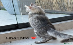 Maine Coon cats for sale: Maine Coon XXL -Pedigree  - Image 3