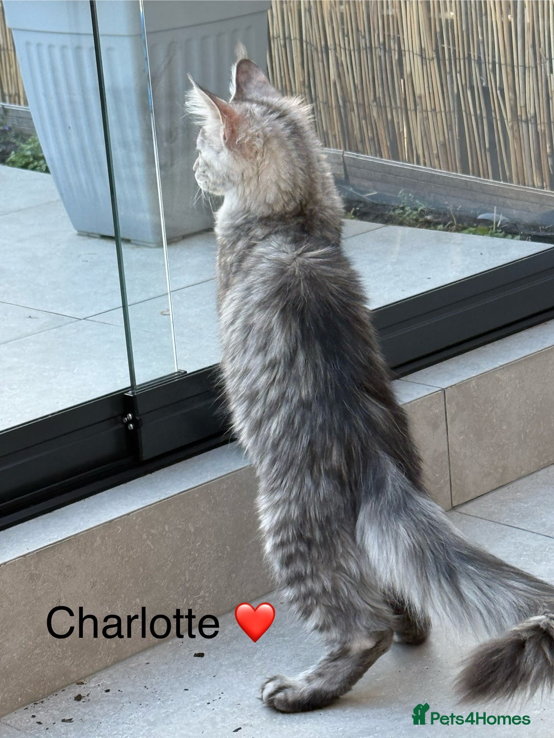 Maine Coon cats for sale: Maine Coon XXL -Pedigree  - Image 3