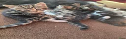 Mixed Breed cats for sale: Tabby Kittens Looking  for Their Forever Homes  - Advert 6