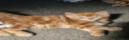 Mixed Breed cats for sale: Playful Cute ginger kittens ready for new homes - Advert 4
