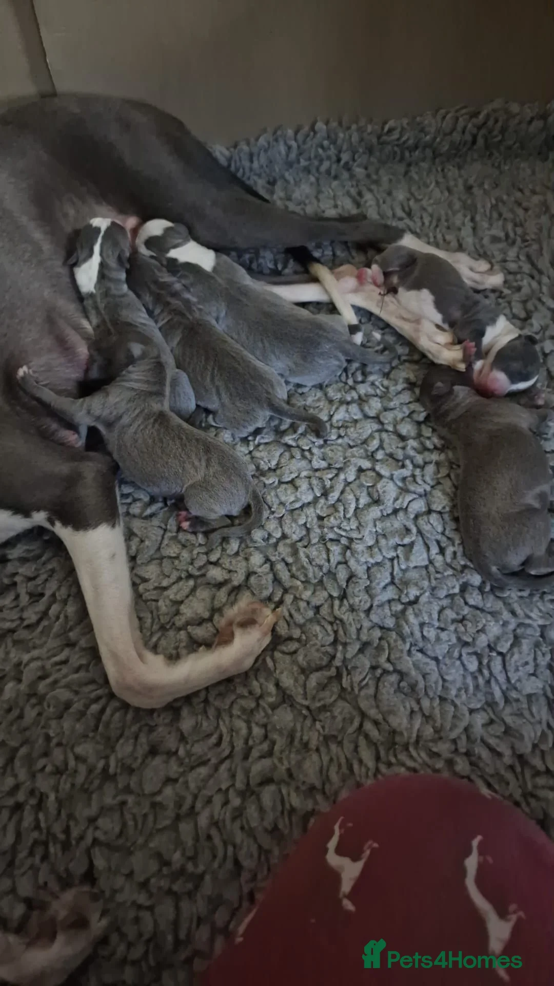 Italian Greyhound dogs for stud: Italian greyhound stud dog (proven) in Leeds - Advert 4