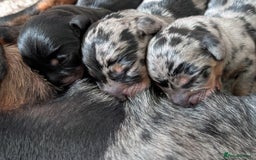 Miniature Dachshund dogs for sale: KC registered miniature dachshund puppies - Image 8