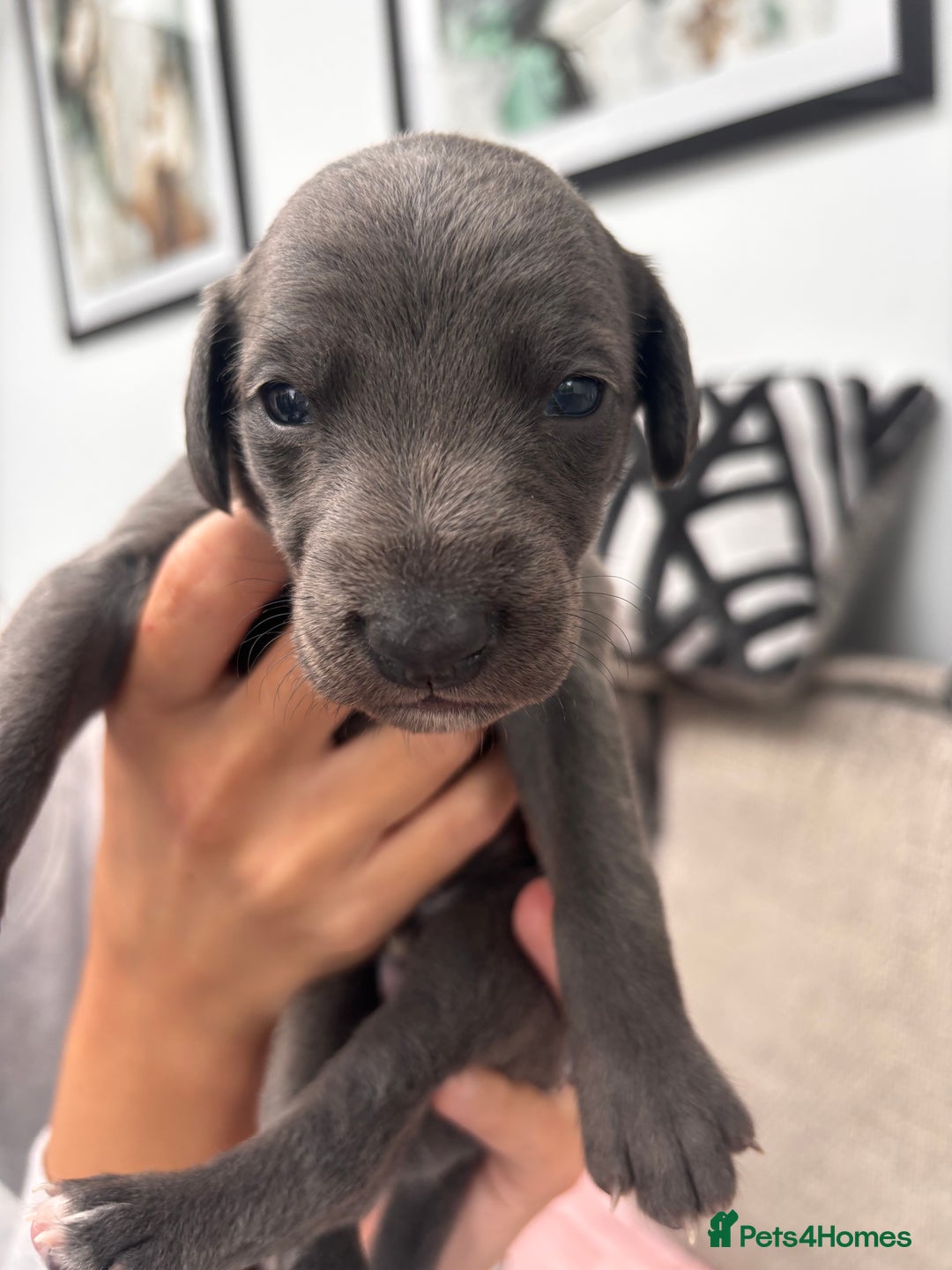 Whippet dogs for sale: 4 bedlington whippet cross whippet puppies  - Image 10