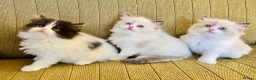 Ragdoll cats for sale: Ragdoll x Persian Kittens - Advert 6