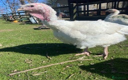 Turkeys poultry for sale: Mixed turkey poults / growers  - Image 5