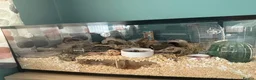 Hamster rodents for sale: Female hamster approx 5 months old in Swadlincote - Advert 3