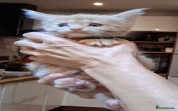 Maine Coon cats for sale: I have Beautiful healthy maicoon XL  - Image 9