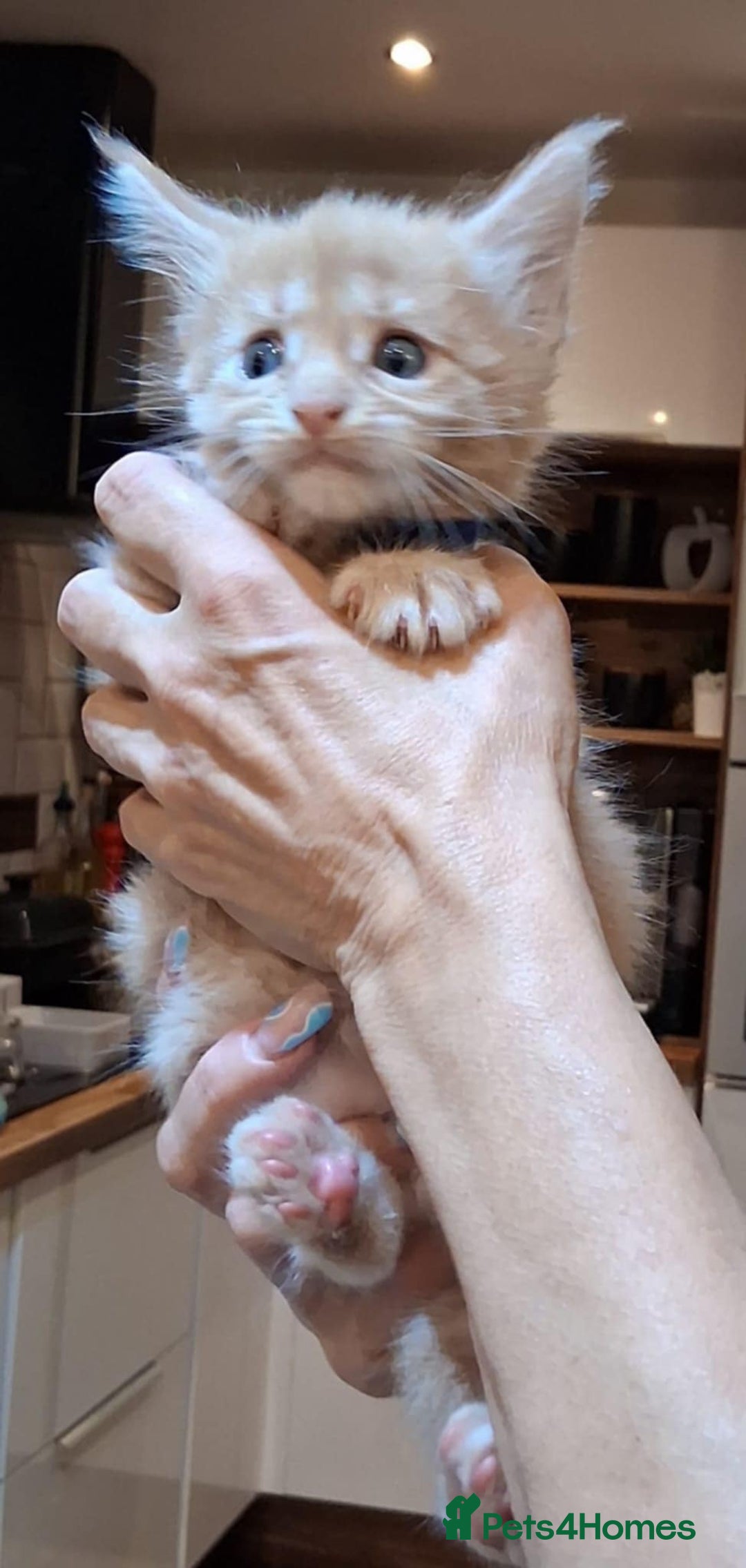 Maine Coon cats for sale: I have Beautiful healthy maicoon XL  - Image 9