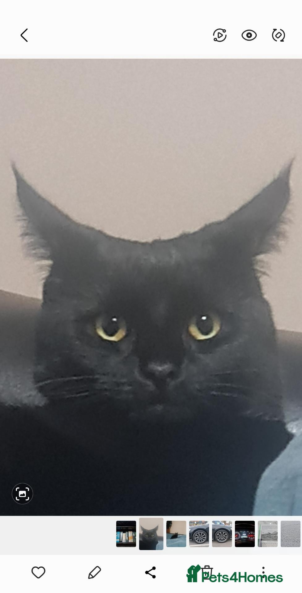Mixed Breed cats Pair of 4 month old kittens for a good home - Advert 4