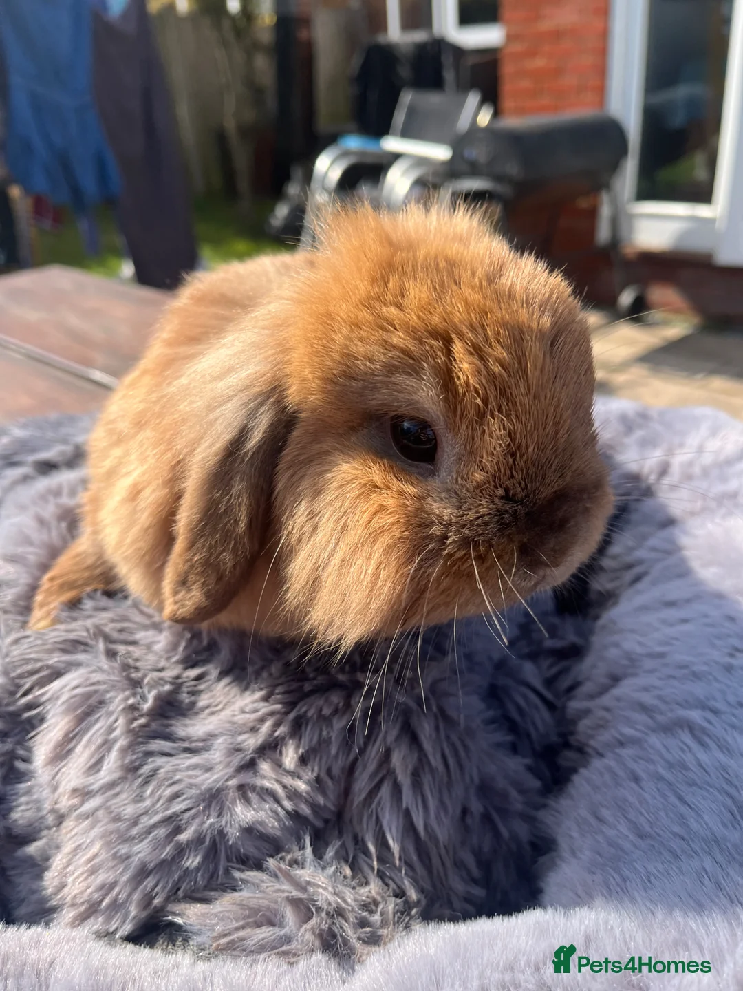 Mini Lop rabbits for sale: Two Mini Loop rabbits - Advert 16