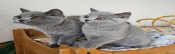 British Shorthair cats for sale: Stunning British Shorthair blue kittens NEUTERED - Advert 5