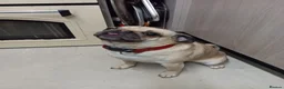 Pug dogs for sale: Rebecca  - Advert 1