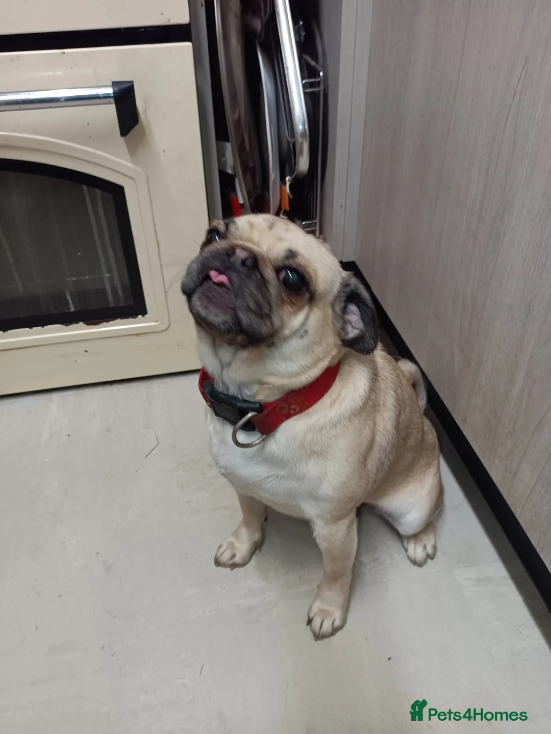 Pug dogs for sale: Rebecca  - Advert 1