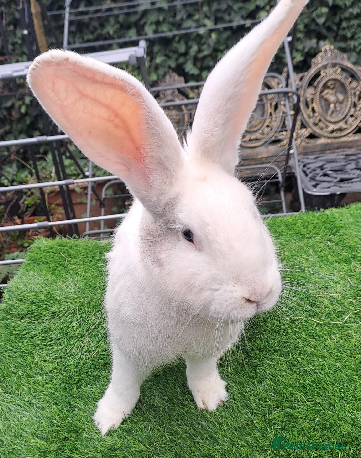 Continental Giant rabbits PURE HEALTHY Continental Giants PROVEN FOR STUD🐰  - Advert 2