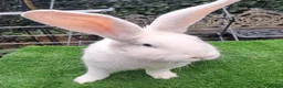 Continental Giant rabbits for sale: PURE HEALTHY Continental Giants PROVEN FOR STUD🐰  - Advert 1