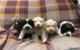 Cockapoo dogs for sale: Quality F1 Cockapoo pups - Advert 2