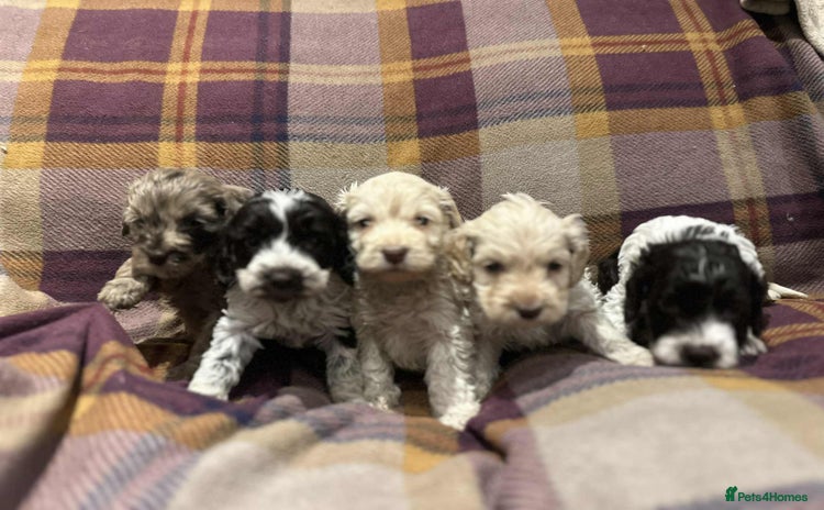 Cockapoo dogs Quality F1 Cockapoo pups - Advert 10
