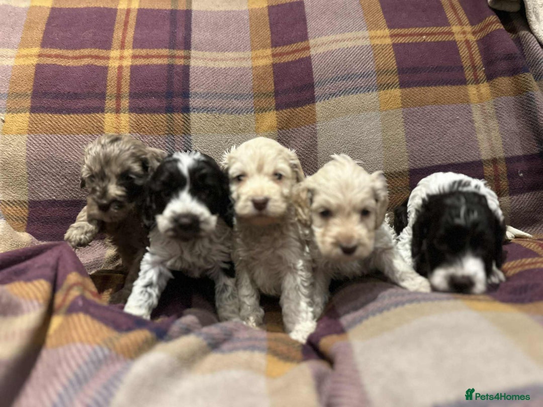 Cockapoo dogs for sale: Quality F1 Cockapoo pups - Advert 2