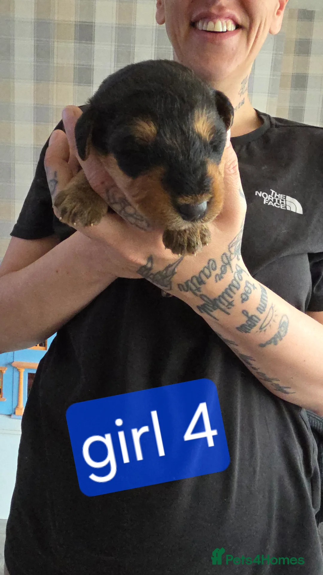 Airedale Terrier dogs for sale: Airdale terror puppies - Advert 2