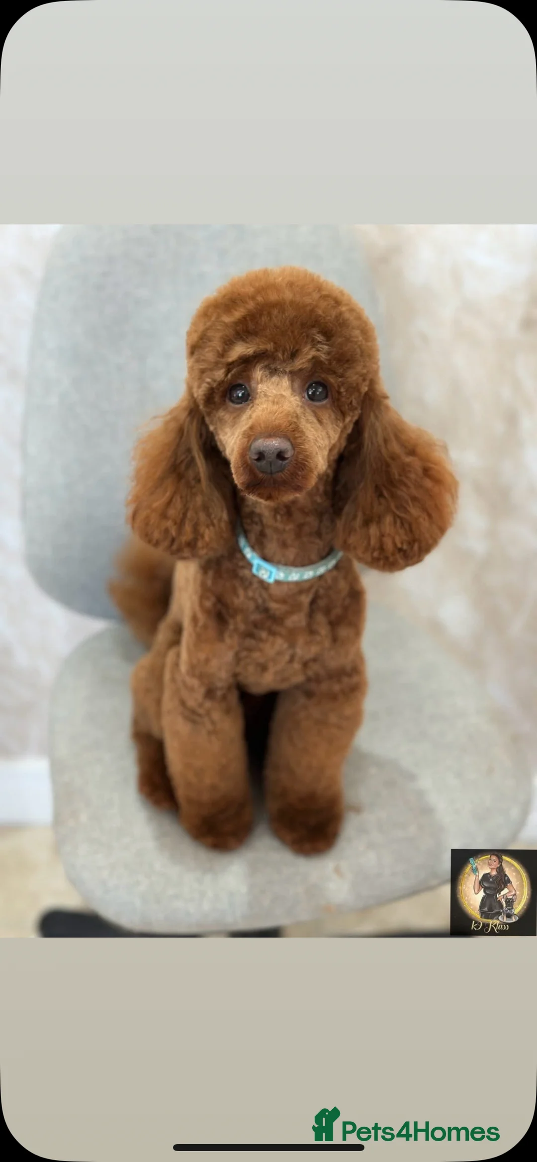 Miniature Poodle dogs for stud:  ⭐️KC PRINCE CHARMING BLUE BOY MINIATURE POODLE⭐️ - Advert 4
