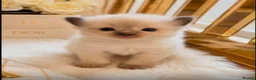 Ragdoll cats for sale: •Beautiful Luxury Ragdoll Kittens• in Borehamwood - Advert 5