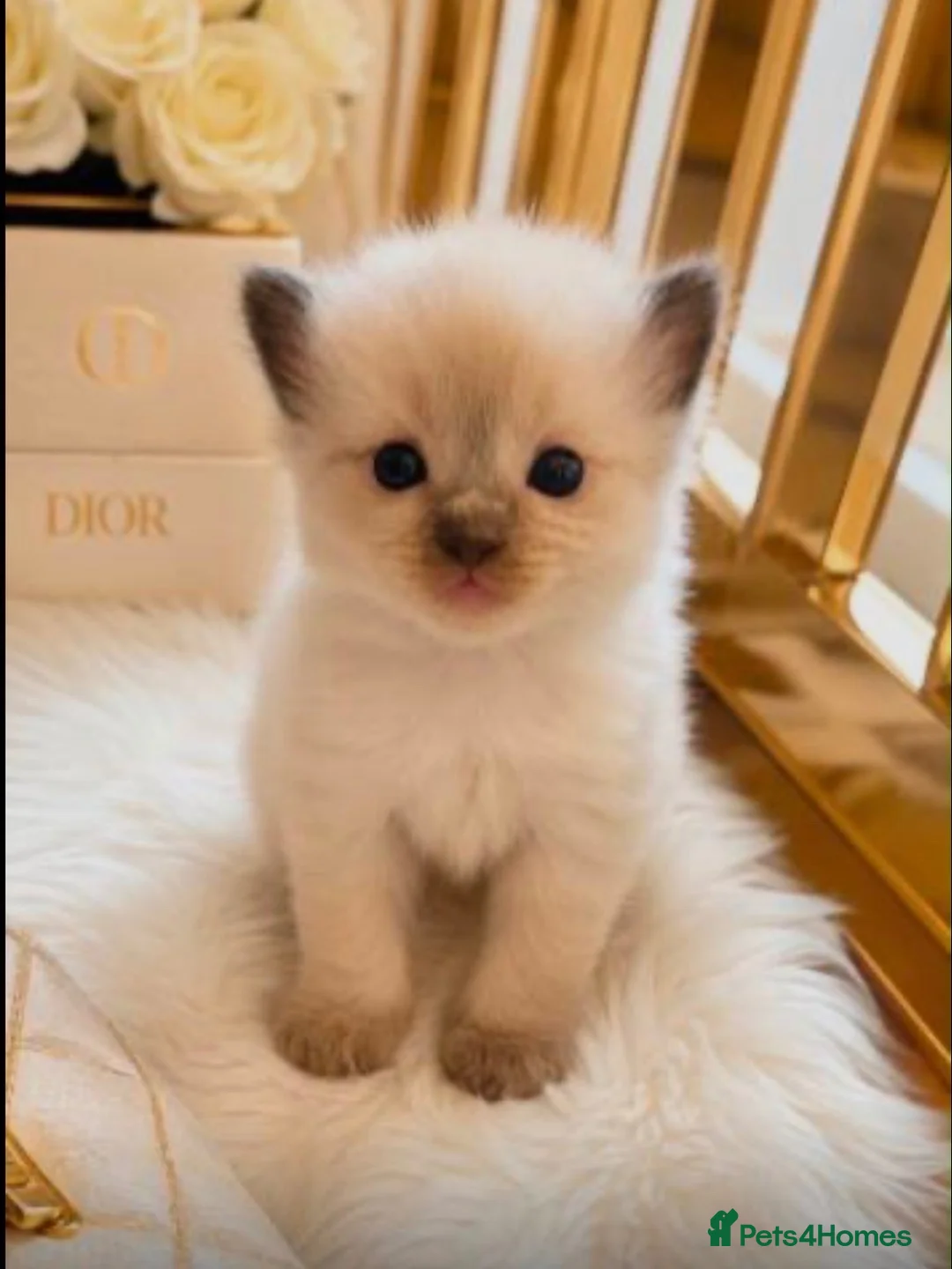 Ragdoll cats for sale: •Beautiful Luxury Ragdoll Kittens• in Borehamwood - Advert 5