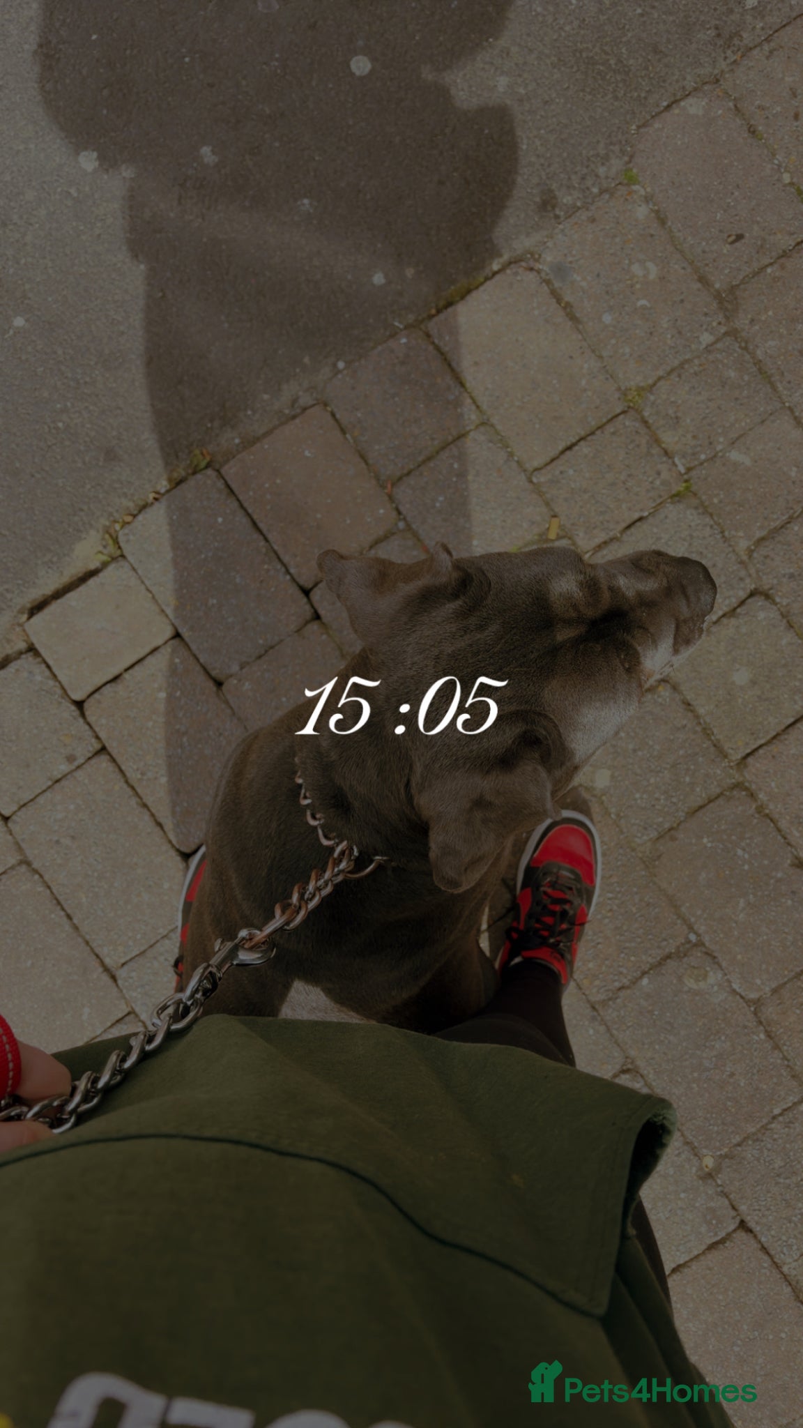 Cane Corso dogs Cane corso - Advert 1